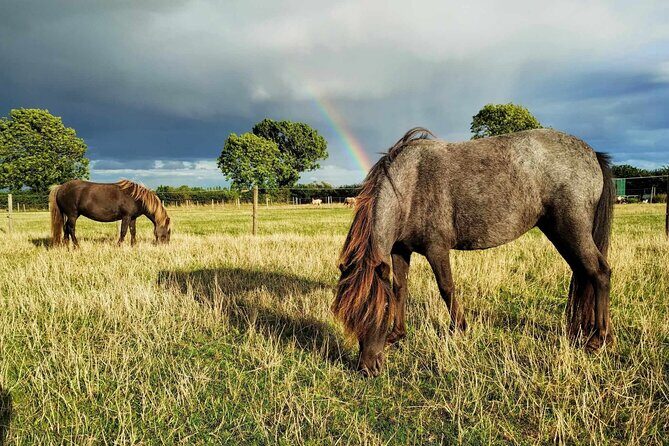 Private Miniature Horse Walking near Lincoln - An In-Depth Look at the Miniature Horse Experience