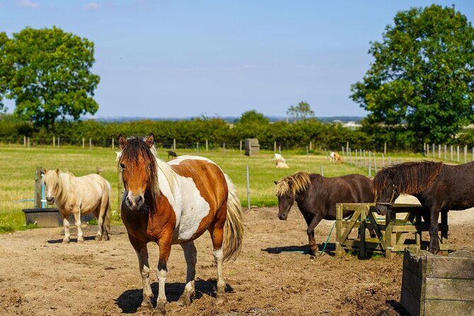 Private Miniature Horse Walking near Lincoln - FAQ