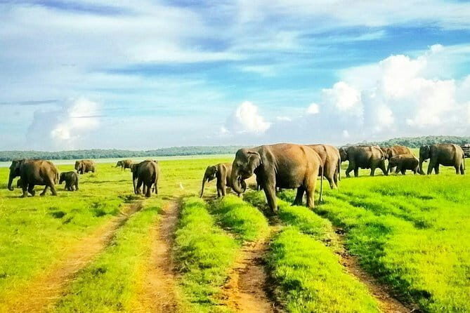 Private Minneriya National Park Safari and Fireflies Lighting Tour - Key Points