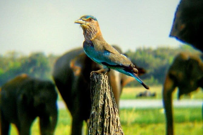 Private Minneriya National Park Safari and Fireflies Lighting Tour - FAQs