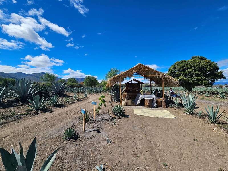 Private Mitla, Hierve el agua and Mezcal Tour with Lunch - Who Will Love This Tour?