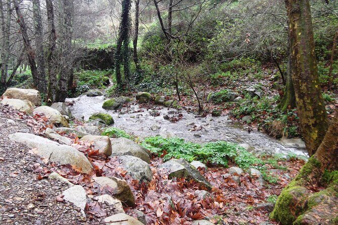 Private Monchique Guided Forest Hike w/Medronho Tasting - Who Is This Tour Best For?