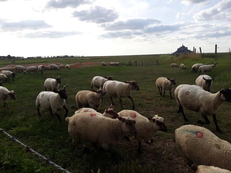 Private Mont-Saint-Michel from Bayeux or Caen - Strolling Through the Medieval Village