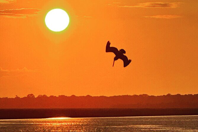 Private Morris Island Dolphin Adventure (to 12 guests) - Key Points