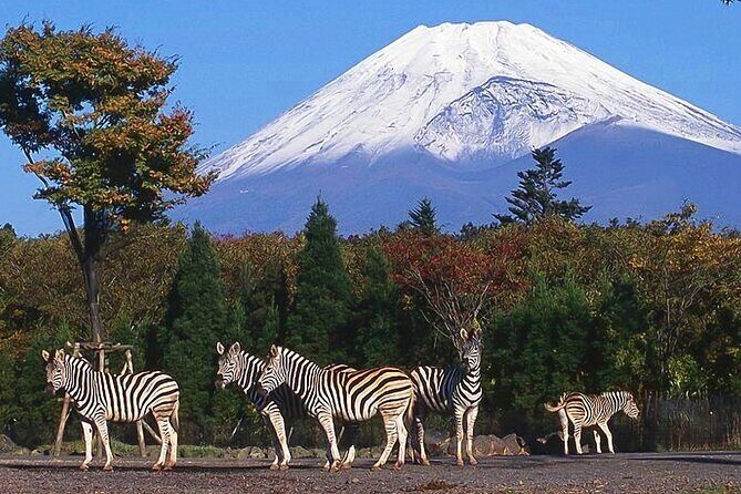 Private Mount Fuji and Hakone City Tour from Tokyo - Practical Details and What to Expect