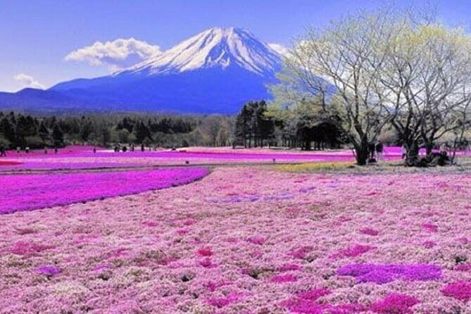 Private Mount Fuji and Hakone One Day Tour - A Complete Breakdown of the Tour Experience