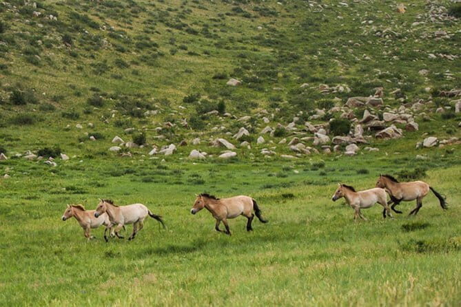 Private - Mountain Biking Day Trip in Baga Khenty Mountains - The Value of This Tour
