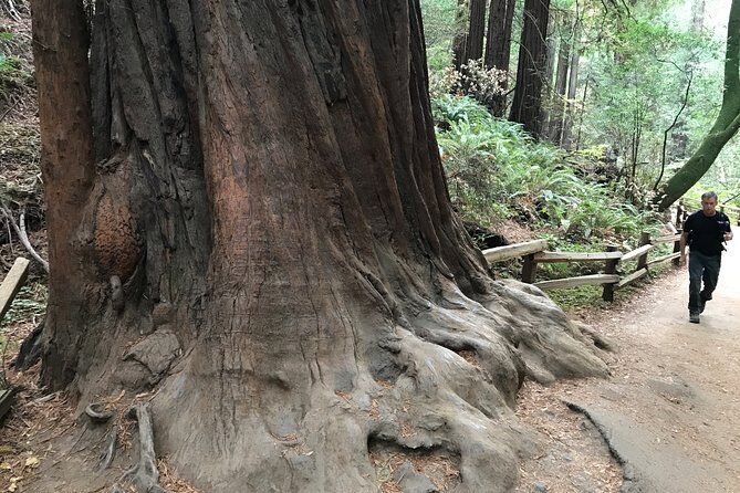 Private Muir Woods and Sausalito Half Day Tour - FAQ