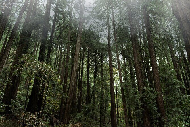 Private Muir Woods and Sausalito Half-Day Tour from San Francisco - The Practicalities: What’s Included & What’s Not