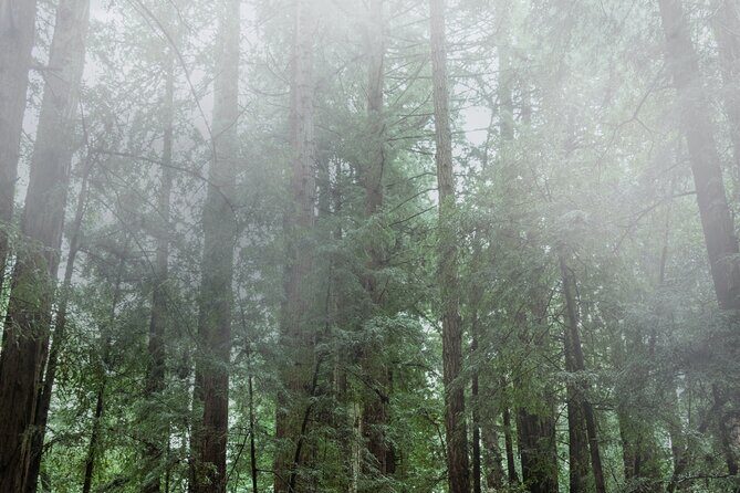 Private Muir Woods and Sausalito Half-Day Tour from San Francisco - The Itinerary in Detail