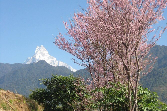 Private Multi Day Nepal Poon Hill Trekking Tour - An In-Depth Look at the Poon Hill Trek Experience