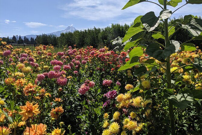 Private Multnomah Falls, Train Ride, & Wine Tour - Who’s This Tour Best For?