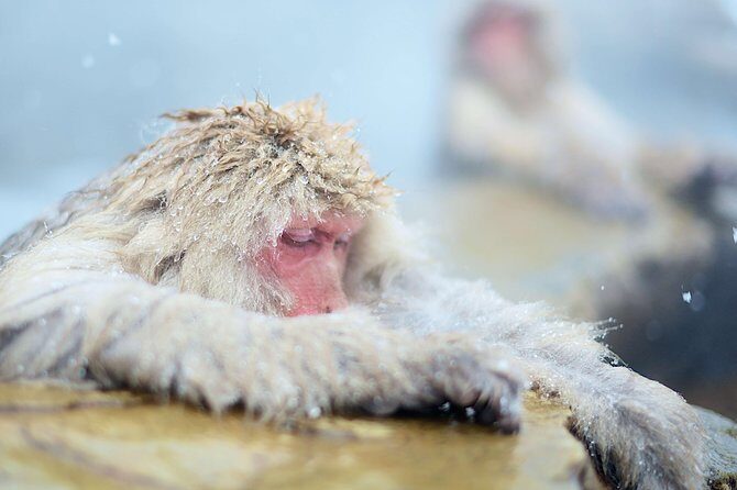 Private Nagano 1-Day Tour:Snow Monkeys,Zenko-ji,Obuse,Sake,Onsen - Frequently Asked Questions