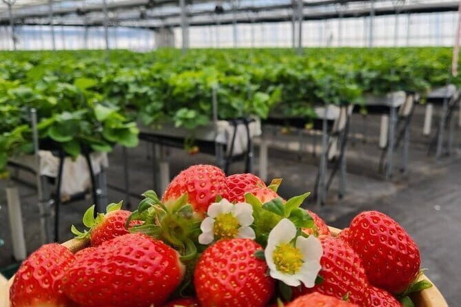 Private Nami Island and Organic Strawberry Farm Tour - Deep Dive into the Itinerary