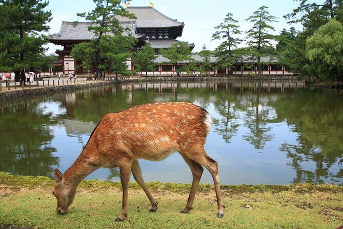 Private Nara Tour with Government Licensed Guide & Vehicle (Kyoto Departure) - An In-Depth Look at the Private Nara Tour with Licensed Guides & Vehicle