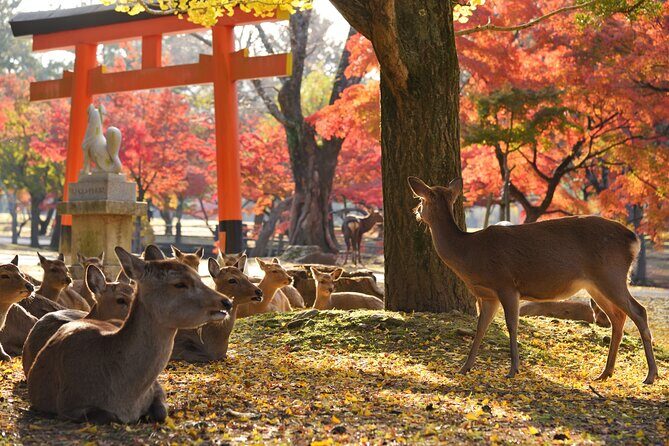 Private Nara Tour with Government Licensed Guide & Vehicle (Kyoto Departure) - Final Thoughts