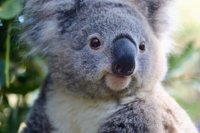 Private Nature Escape Tour 2 Days in Sydney - Exploring the 2-Day Itinerary