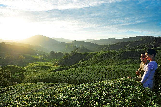 Private Nature Trip to Cameron Highlands from Kuala Lumpur - Why This Tour Is Worth It