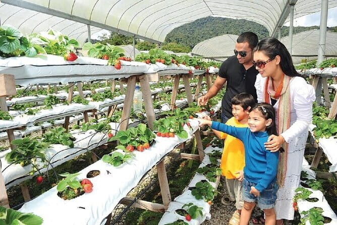Private Nature Trip to Cameron Highlands from Kuala Lumpur - The Overall Experience