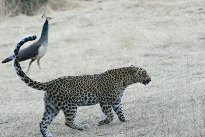 Private Night Sightseeing Tour of Jaipur - Practical Aspects and Value