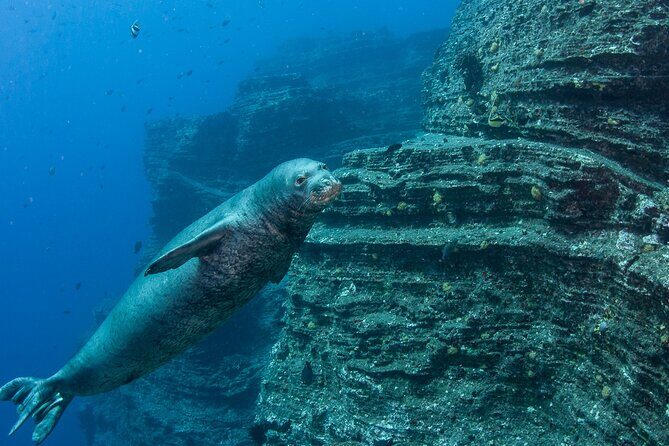 Private Niihau Scuba Charter with 2 or 3 Tank Dive Option - Introduction