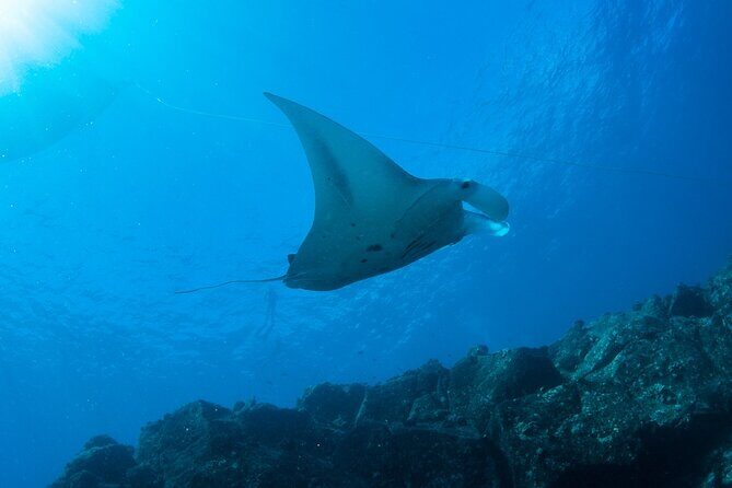 Private Niihau Scuba Charter with 2 or 3 Tank Dive Option - Key Points