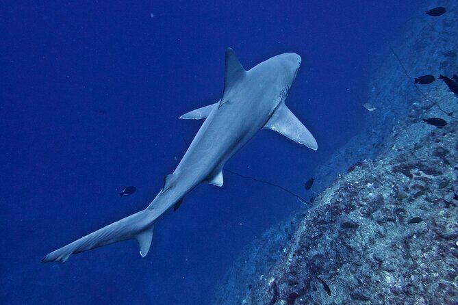Private Niihau Scuba Charter with 2 or 3 Tank Dive Option - Who Would Love This Tour?