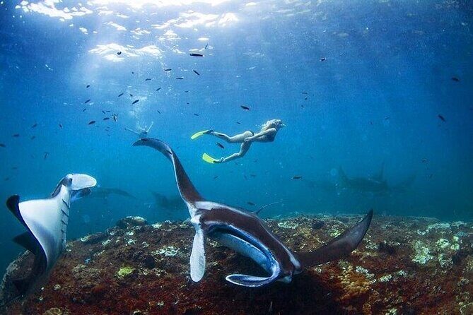 PRIVATE Nusa Penida on Boat Snorkeling & Island Tour (INCLUSIVE) - Introduction: The Lowdown on the Nusa Penida Private Tour