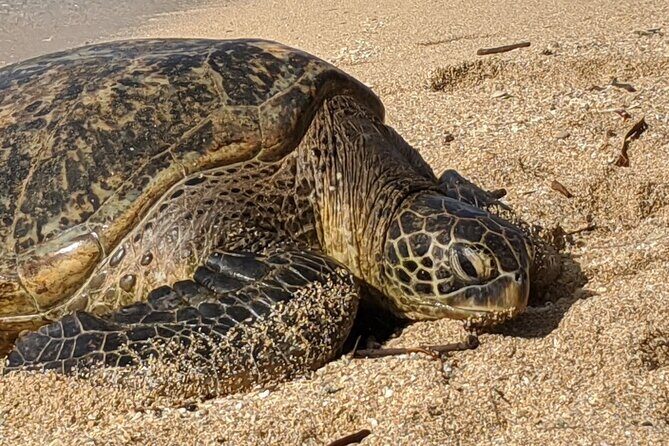 Private Oahu Circle Island Tour - Authentic Experiences and Insights
