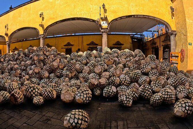 Private One Day Adventure Tour in Tequila and José Cuervo Tequila - A Deep Dive into the Experience