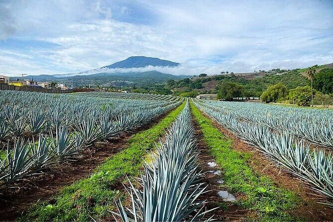Private One Day Adventure Tour in Tequila and La Fortaleza Distillery - Who Will Enjoy This Tour?