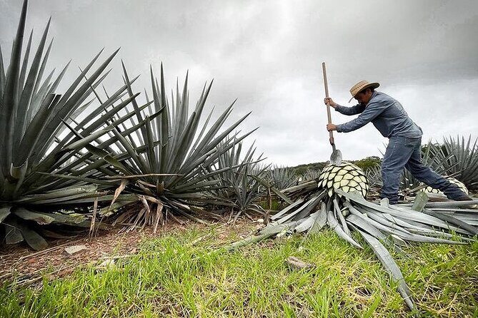Private One Day Adventure Tour in Tequila and La Fortaleza Distillery - FAQ
