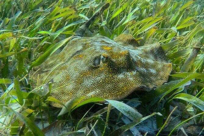 Private (only you) Reef Snorkeling in Puerto Morelos 2x40 minutes - The Experience from Reviews
