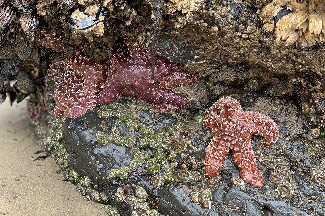 Private Oregon Coastal Tour to Cannon Beach and Haystack Rock - Exploring the Oregon Coast: What to Expect