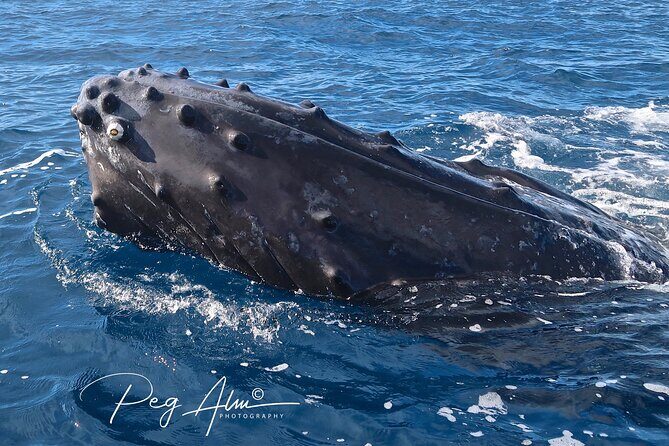 Private Paddleboard (SUP) Whale Watch: All Skill Levels Welcome - Final thoughts