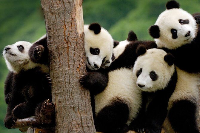 Private Panda Base and Leshan Buddha Day Tour from Chongqing - An In-Depth Look at the Tour Experience
