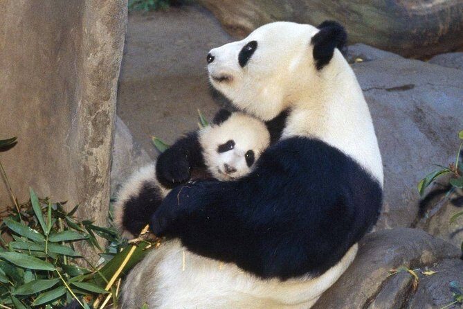Private Panda Base and Leshan Buddha Day Tour from Chongqing - Final Thoughts