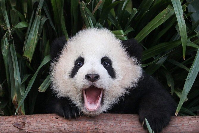 Private Panda Tour with Cooking Class One-day Trip - Exploring the Private Panda Tour with Cooking Class in Chengdu