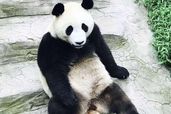 Private Panda Tour with Kungfu Tea Course One-day Trip - Exploring Chengdu’s Panda Base: The Heart of the Tour