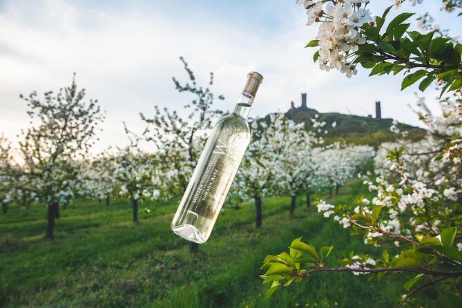 Private PICNIC in Bohemian Vineyards and Wine Tasting 4WD Tour - A Full Breakdown of the Tour