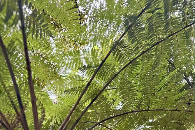 Private Piha Beach, Rainforest Adventure & Mt. Eden with Guide - Final Words