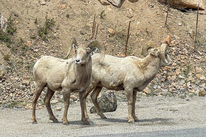 Private Pikes Peak Region Backcountry Half Day Adventure Tour - Who Will Enjoy This Tour?