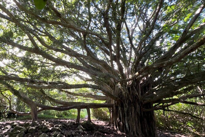 Private Pipiwai Trail Maui Open-Air Jeep Tour - What to Expect from the Private Pipiwai Trail Maui Jeep Tour