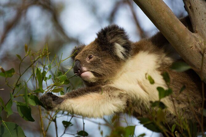 Private Premium Great Ocean Road with Lunch & Wildlife spotting - Who Is This Tour Perfect For?