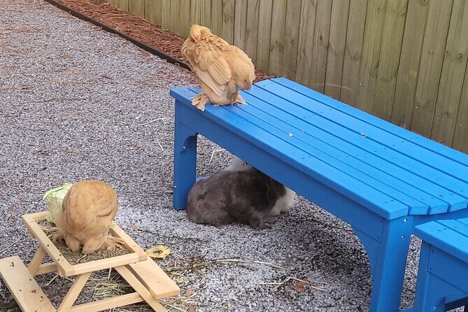 Private Rabbit and Chicken Petting Experience in Navarre - Key Points