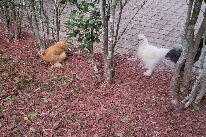 Private Rabbit and Chicken Petting Experience in Navarre - What to Expect During Your Visit