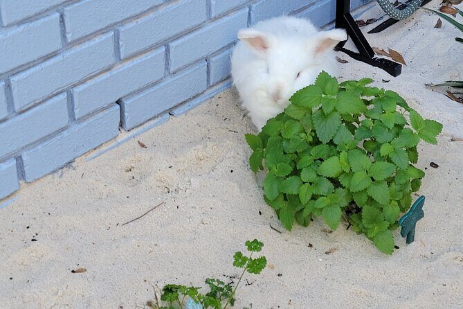 Private Rabbit and Chicken Petting Experience in Navarre - FAQ