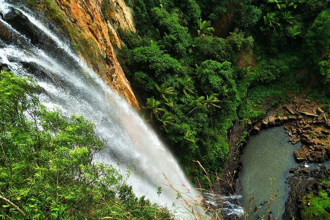 Private Rainforest & Wildlife Tour - Build Your Own Experience - Discovering Springbrook National Park