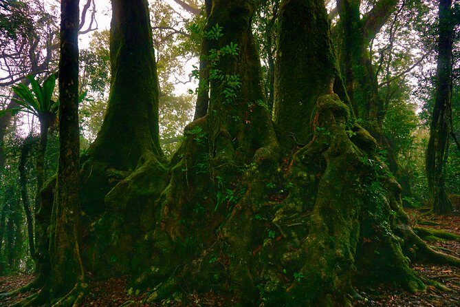 Private Rainforest & Wildlife Tour - Build Your Own Experience - The Logistics and Price Point