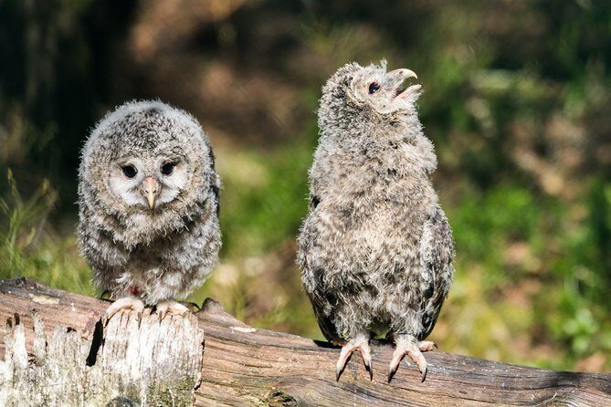 Private Ranua Zoo tour - FAQs